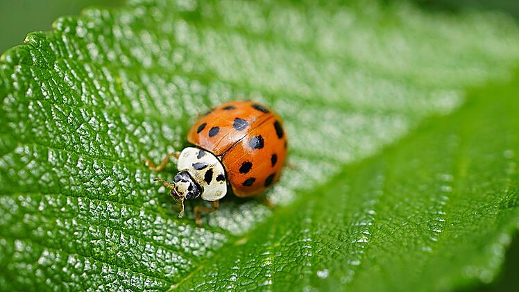 Der asiatische Marienkäfer ist leicht an den nicht ganz runden Punkten von unseren einheimischen Marienkäferarten zu unterscheiden.