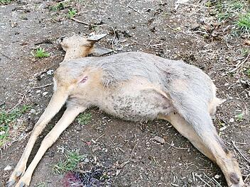 Das Reh musste nach einem Todeskampf qualvoll sterben. Fotos: Werner Reißaus