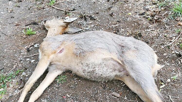 Das Reh musste nach einem Todeskampf qualvoll sterben. Fotos: Werner Reißaus