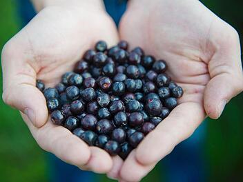 Symbolbild von Apfelbeeren (Foto: Ole Spata/dpa)