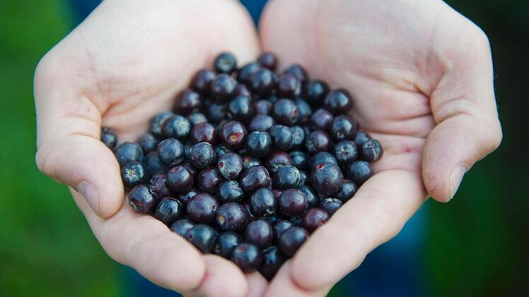Symbolbild von Apfelbeeren (Foto: Ole Spata/dpa)