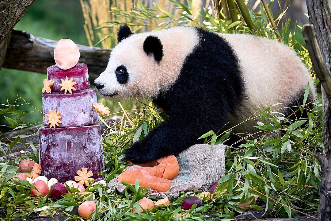 Panda-Zwillinge Leni und Lotti feiern zweiten Geburtstag