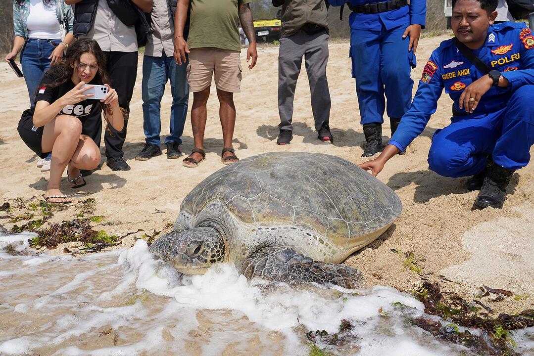 Schildkr&ouml;ten in Indonesien