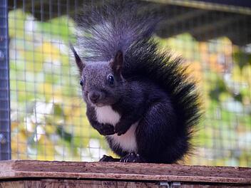 Foto: Ronald Rinklef