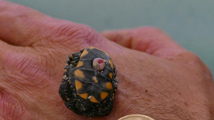 Tiergarten Nürnberg züchtet Sumpfschildkröten: Süßer Nachwuchs kam auf die Welt