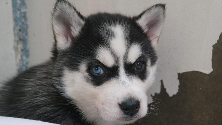 Die Tierschützer hatten befürchtete, dass die Welpen "fit" gespritzt worden waren. Foto: Tierheim Nürnberg