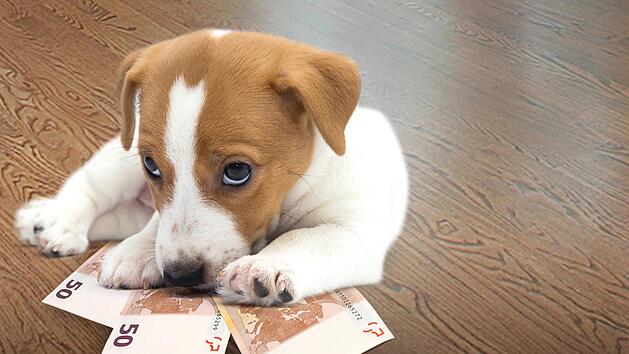 Mancher Bad Kissinger ärgert sich über die erhöhte Hundesteuer.