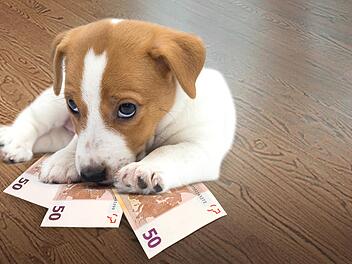 Mancher Bad Kissinger ärgert sich über die erhöhte Hundesteuer.