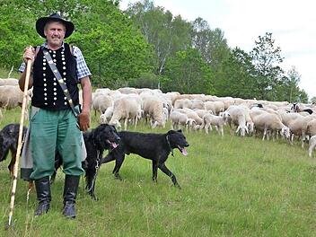 Schäfer Peter Kieslich ist mit den Schafen der Agrargenossenschaft Schalkau und seinen Hunden zwischen der Hammermühle und der Weihersmühle im Grünen Band unterwegs.