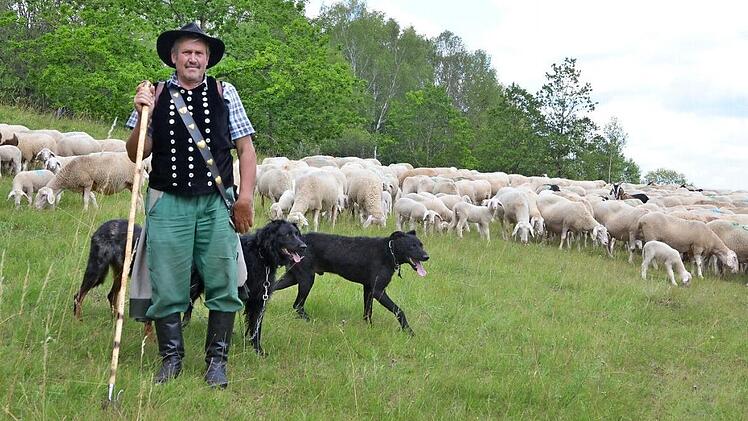 Schäfer Peter Kieslich ist mit den Schafen der Agrargenossenschaft Schalkau und seinen Hunden zwischen der Hammermühle und der Weihersmühle im Grünen Band unterwegs.