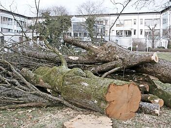 Die ersten vier B&auml;ume f&uuml;r das Gro&szlig;projekt MedZentrum an der Pr&uuml;mmer-Klinik sind am Freitag gef&auml;llt worden.