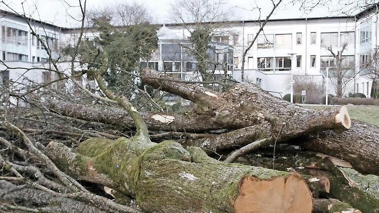 Die ersten vier B&auml;ume f&uuml;r das Gro&szlig;projekt MedZentrum an der Pr&uuml;mmer-Klinik sind am Freitag gef&auml;llt worden.