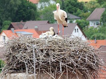 Frau Ebermar passt auf ihren Nachwuchs auf.