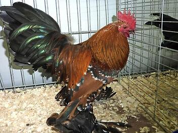 Besondere Attraktion bei der Kreisschau in Reitsch: Federfüßiges Zwerghuhn porzellanfabrik  Foto: Gerd Fleischmann