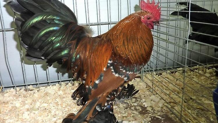 Besondere Attraktion bei der Kreisschau in Reitsch: Federfüßiges Zwerghuhn porzellanfabrik  Foto: Gerd Fleischmann