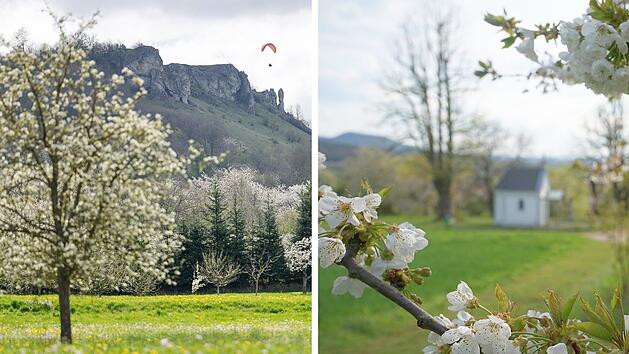 Kirschbl&uuml;te Fr&auml;nkische Schweiz 2026: "Hurra, die Kirschen bl&uuml;hen"