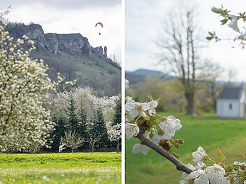 Kirschbl&uuml;te Fr&auml;nkische Schweiz 2026: "Hurra, die Kirschen bl&uuml;hen"