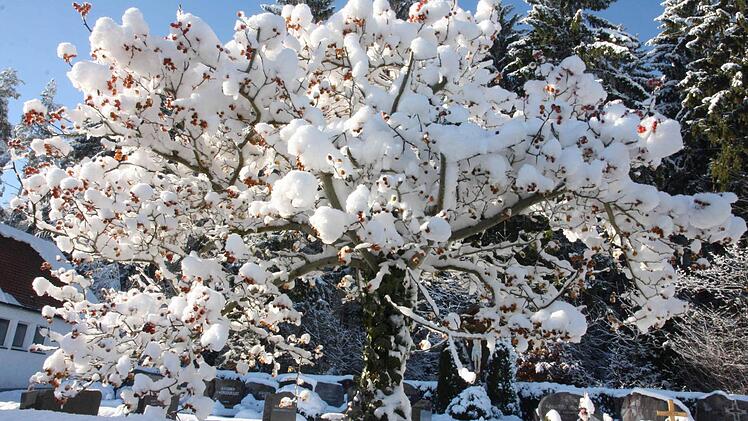 Ein dick verschneiter  Baum. Foto: Franz Galster