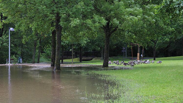 Den Gänsen gefällt das Hochwasser südlich des Parkplatzes "An der Schütt".
