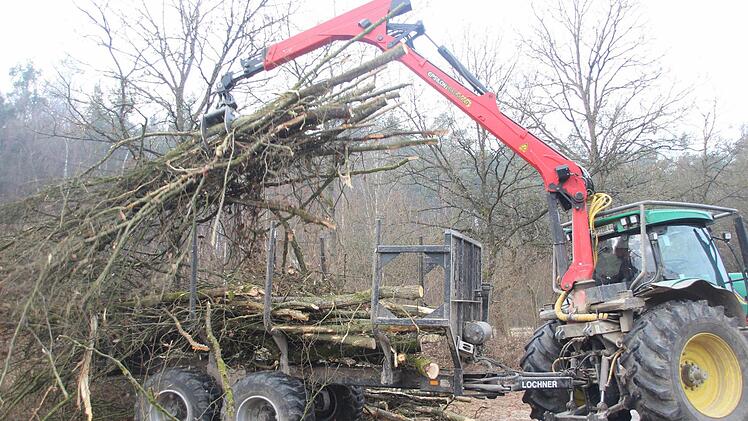 Fällarbeiten bei Nüdlingen. Foto: Heike Beudert