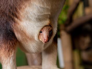 Baumk&auml;nguru-Jungtier in England geschl&uuml;pft
