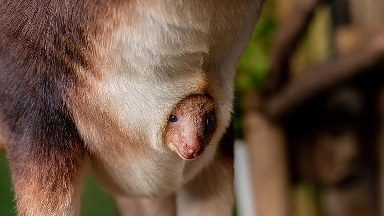 Baumk&auml;nguru-Jungtier in England geschl&uuml;pft