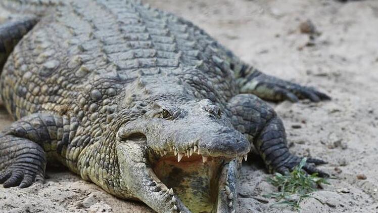 Krokodile fühlen sich im Samburu Nationalreservat wohl. Günther Schneider