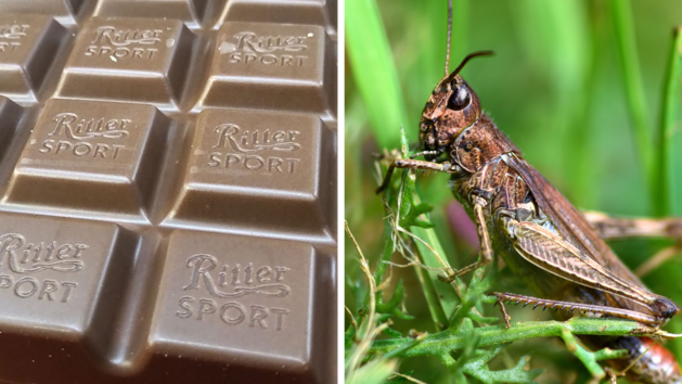 Ritter Sport stellt Schokoladensorte "Ganze Grille" vor