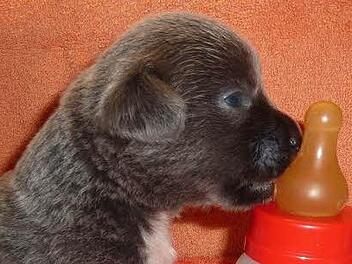 Einer der Welpen hat schon wieder Durst. Foto: privat