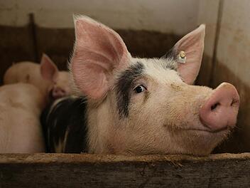 Technische Verbesserungen gewährleisten, dass von der Lüftungsanlage in dem Himmelkroner Mastbetrieb keine Gefahr mehr für die Schweine ausgeht. Symbolfoto: Archiv/Barbara Herbst