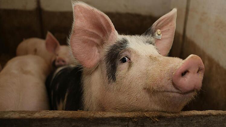 Technische Verbesserungen gewährleisten, dass von der Lüftungsanlage in dem Himmelkroner Mastbetrieb keine Gefahr mehr für die Schweine ausgeht. Symbolfoto: Archiv/Barbara Herbst