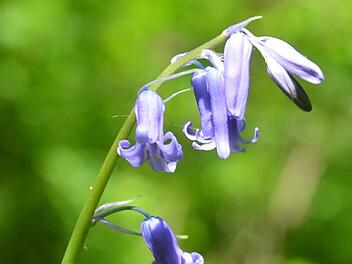Blau und selten steht die Bluebell im Gebüsch von Park Rosenau. Fotos: Rainer Lutz