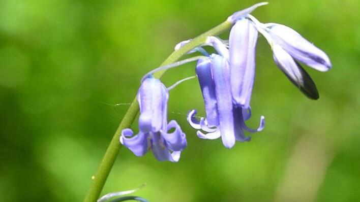Blau und selten steht die Bluebell im Gebüsch von Park Rosenau. Fotos: Rainer Lutz