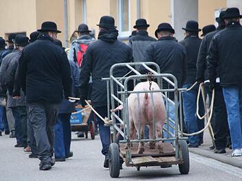 Dieses Schwein sollte im Jahr 2017 das letzte sein, das im Wagen durch das Dorf gezogen wurde. An ihrer Tradition halten die Cocks trotzdem fest. An Kirchweih wird geschlemmt und gut getrunken.  Heike Beudert