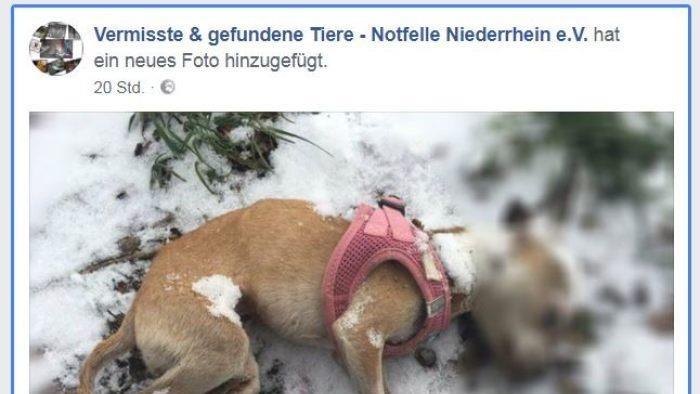 In Nordrhein-Westfalen haben Spazierg&auml;nger zwei Hunde in einer Hecke gefunden. Ein Chihuahua war bereits tot. Foto: Facebook-Seite Vermisste & gefundene Tiere - Notfelle Niederrhein e.V.