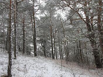 Schwachwüchsige Kiefern dominieren den Wald auf den Muschelkalkböden am Heroldsberg. Foto: Markus Reeh