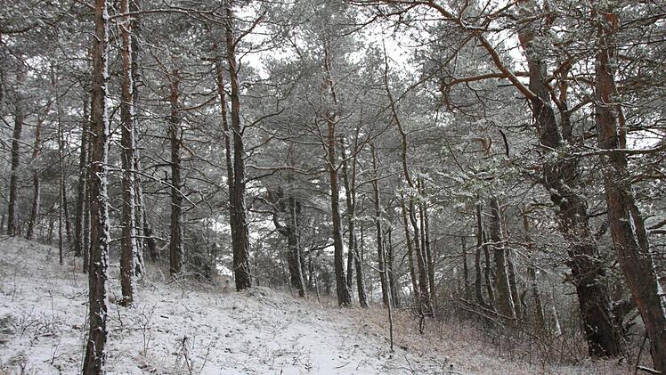 Schwachwüchsige Kiefern dominieren den Wald auf den Muschelkalkböden am Heroldsberg. Foto: Markus Reeh