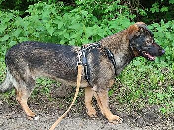 Wanda sich ein neues Zuhause