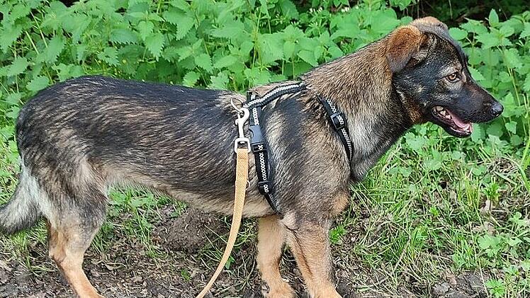 Wanda sich ein neues Zuhause