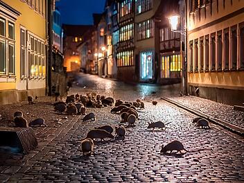 vielen ratten kriechen in der stadt hameln über den boden wie in einem horrorfilm, gruselige stimmung in der nacht