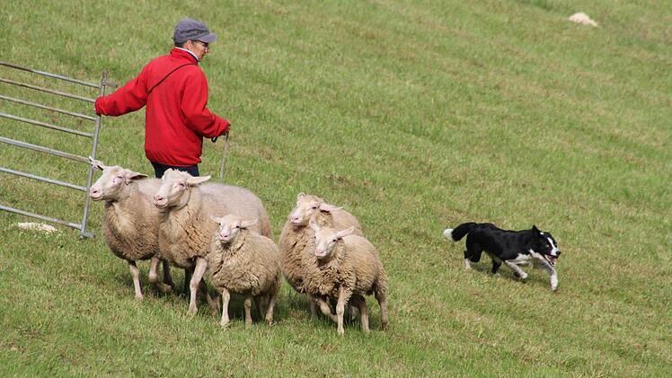 Franken-Trial der Border Collies  Foto: Sonny Adam
