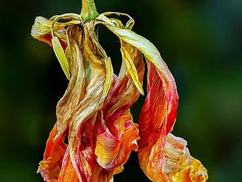 Eines von zwei Siegerfotos: Das Ende einer Blüte von Gerd Wetzels. Foto: Gerd Wetzels