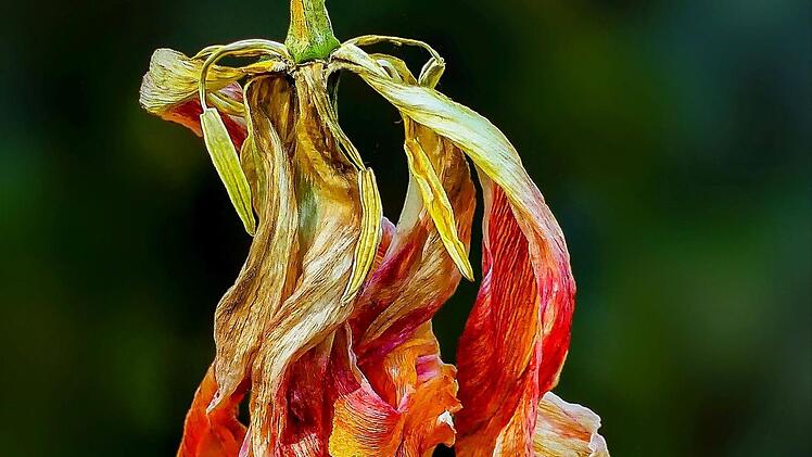 Eines von zwei Siegerfotos: Das Ende einer Blüte von Gerd Wetzels. Foto: Gerd Wetzels