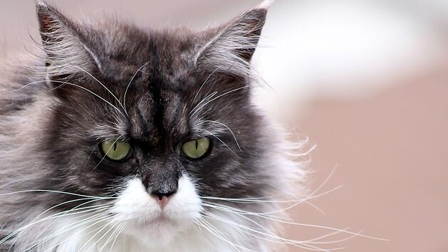Kater kehrt mit Stanzwunde am Bein zurück: Katzenbesitzerin im Kreis Kitzingen macht schlimme Entdeckung