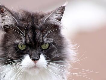 Kater kehrt mit Stanzwunde am Bein zur&uuml;ck: Katzenbesitzerin im Kreis Kitzingen macht schlimme Entdeckung