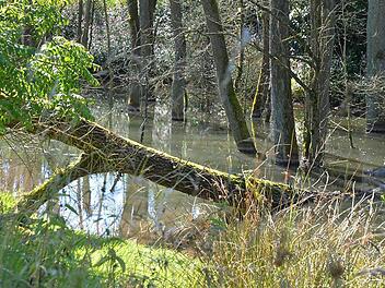 Durch die Arbeit des streng geschützten Bibers entstehen neue Feuchtlebensräume und Wasser wird zurückgehalten. Fotos: Rainer Lutz