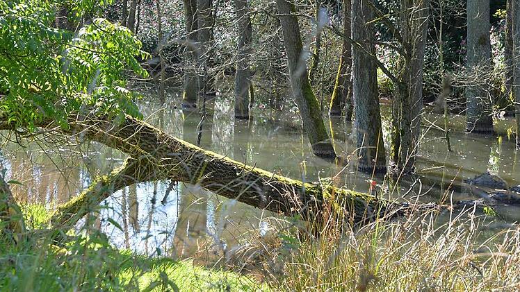 Durch die Arbeit des streng geschützten Bibers entstehen neue Feuchtlebensräume und Wasser wird zurückgehalten. Fotos: Rainer Lutz