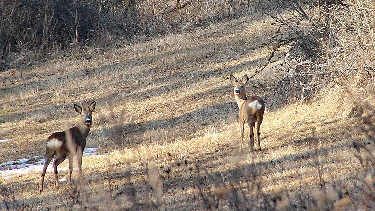 In der Jagdperiode 2019 bis 2022 sind 16 357 Tiere Rehwild zu erlegen.  Foto: Heike Beudert