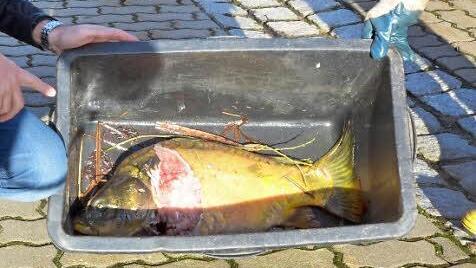 Einer der großen Karpfen, die am Teich der Kläranlage in Weidhausen gefunden wurden. Foto: Rainer Lutz
