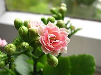Die Kalanchoe ist eine pflegeleichte Zimmerpflanze, die auch den Winter über blüht. Bild: Tinix/ pixabay.com